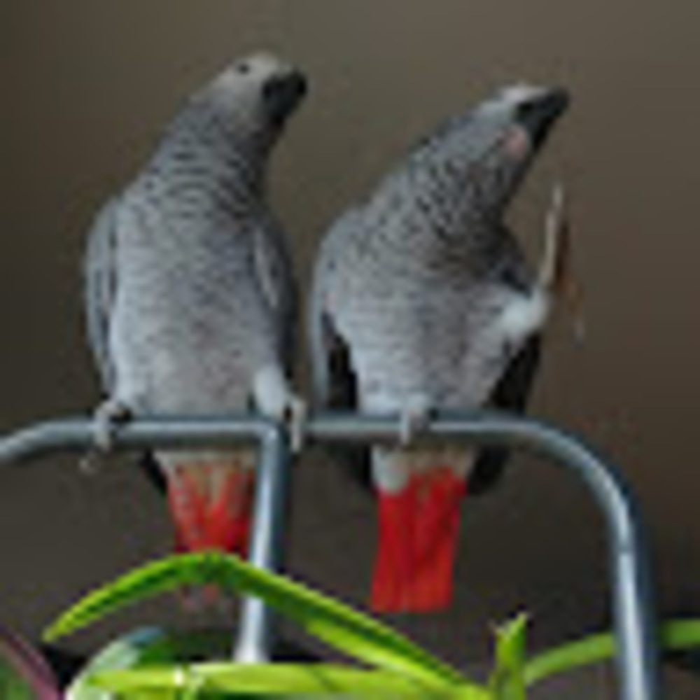 Meet your Posher, Pepper and chili videos
